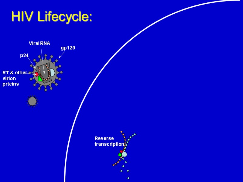 HIV Lifecycle: